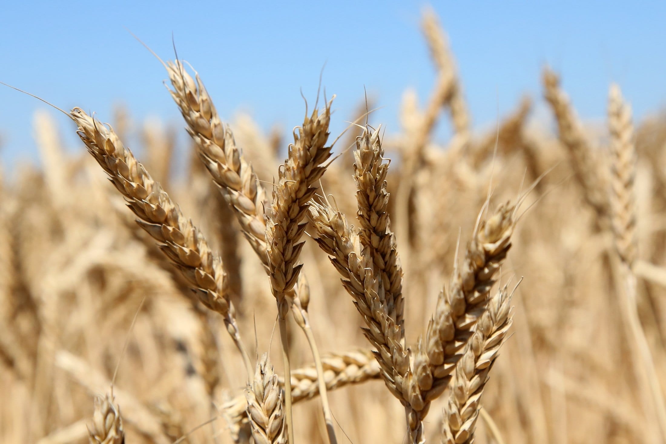 Турция покупает у России украденное в Украине зерно — посол Украины в Турции