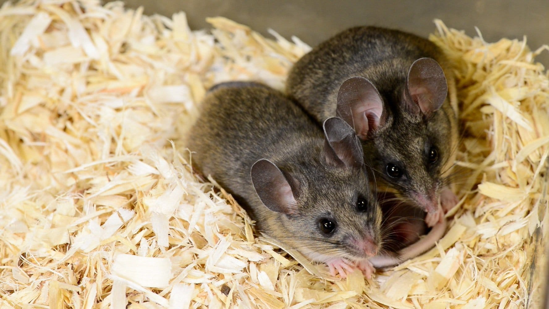 В Москве ищут 60 хомяков, которые могут быть заражены вирусом бешенства